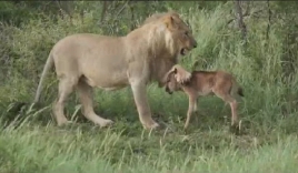 Video: Bê con thoát chết vì được sư tử bảo vệ như con