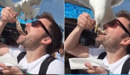 Video: Du khách bất ngờ bị chim mòng biển 'cướp' miếng ăn ngay trên miệng