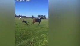 Clip: Ngựa tung cú đá hậu 'trời giáng' hất văng người phụ nữ