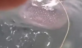Video: Người đàn ông “lướt sóng' trên lưng cá mập voi gây sốc