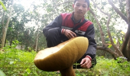 Chuyên gia nhận định về vườn nấm 'lạ' khổng lồ ở Huế