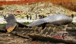 Phát hiện cá nhà táng khủng 30 tấn chết dạt vào bờ biển
