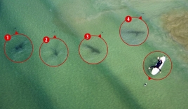 Rợn người cảnh cô gái lướt sóng bên cạnh 5 con cá mập