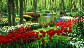 Nguồn gốc và ý nghĩa hoa tulip