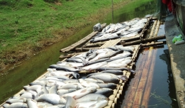 Vụ nước sông đổi màu, cá chết hàng loạt: Tỉnh Thanh Hóa “cầu cứu” Thủ tướng