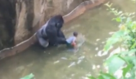 Video mới tiết lộ chú khỉ đột chỉ đang cố bảo vệ đứa trẻ