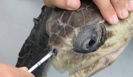 Video: Cận cảnh màn rút ống hút 12cm ra khỏi lỗ mũi rùa biển