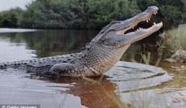 Tìm thấy cá sấu lôi bé 2 tuổi xuống hồ rồi dìm chết