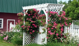 Tự trồng hoa hồng leo Pháp cho vườn nhà xinh ngất ngây