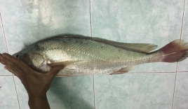 Người dân bắt được cá sủ vàng quý hiếm ở TPHCM