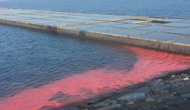 Dải nước màu đỏ ở biển Vũng Áng: Xác minh động cơ người tung video