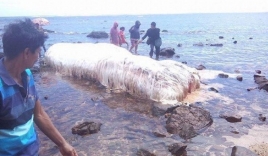 Xác quái vật biển bí ẩn liên tiếp dạt vào bờ Philippines