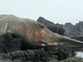 Xác cá voi tróc da dạt vào bờ biển Anh