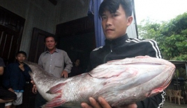 Ngư dân Quảng Nam câu được cá nặng 10kg nghi là sủ vàng quý hiếm