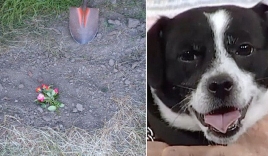 Đau đớn chôn chú chó cưng bị xe đụng chết, 14 tiếng sau cả nhà không tin nổi điều đang đợi họ trước cửa