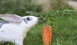 Tất cả chúng ta đã bị lừa: Thỏ không hề thích ăn cà rốt, và ăn vào sẽ phải trả giá đắt