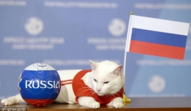 'Nhà tiên tri' chính thức của World Cup 2018 - chú mèo điếc Achilles đã chọn Nga chiến thắng trong trận đấu khai mạc tối nay