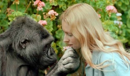 Koko - khỉ đột biết 'nói chuyện' với con người đã qua đời ở tuổi 46