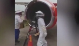 Clip: Nhân viên sân bay hốt hoảng đuổi 20.000 con ong chui vào động cơ máy bay