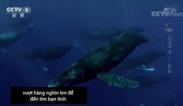 Video: Cận cảnh cá voi lưng gù 10 tấn tranh giành bạn tình