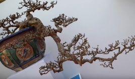 Chiêm ngưỡng kiệt tác ổi bonsai dáng thác đổ cực kỳ cổ quái
