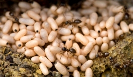 ‘Đặc sản’ món ấu trùng kiến đen vài triệu đồng/suất