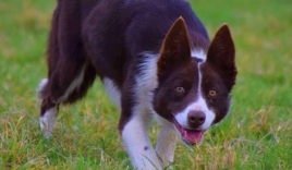 Chú chó phá vỡ kỷ lục Guinness vì… đắt nhất hành tinh