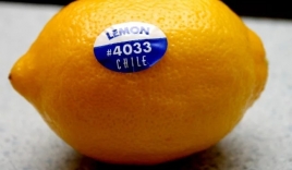 Ý nghĩa của tem mã số dán trên trái cây