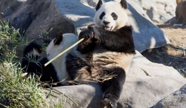Vườn thú Canada trả lại gấu trúc cho Trung Quốc vì Covid-19