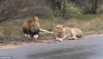 Video: Sư tử cái nổi điên khi bị con đực “sàm sỡ”