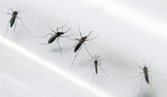 WHO thông báo trường hợp nhiễm Zika đầu tiên tại Lào