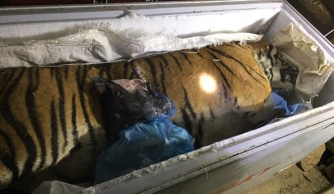  Thuyết phục người dân giao nộp con hổ đông lạnh nặng hơn 100kg
