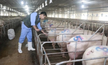 Tin tức kinh doanh 24h: Giá thịt lợn xuống 70.000 đồng, Vietlott dự kiến ngưng bán vé