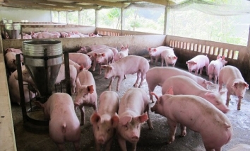 Giảm giá thịt lợn hơi xuống dưới 70.000 đồng/kg từ 1/4