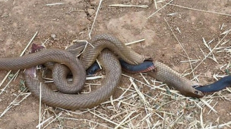 Đang nuốt dở con mồi, rắn nâu bị rắn đen 'đục thân' thoát ra ngoài ngoạn mục