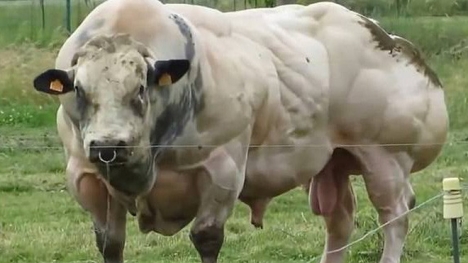 Hãi hùng bò đột biến gien, cơ bắp cuồn cuộn như lực sĩ