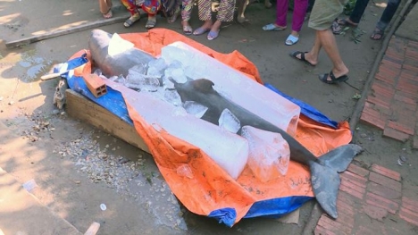 Cá 'lạ' nặng 150kg sa lưới ngư dân ở Bến Tre