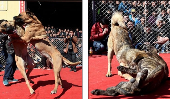 Lễ hội chọi chó đẫm máu gây tranh cãi ở Trung Quốc