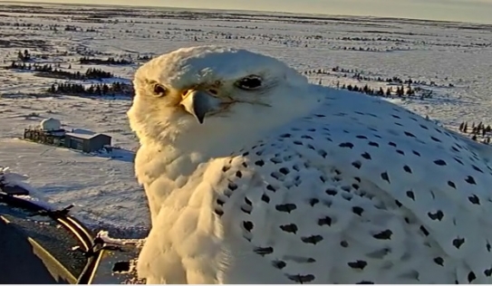 Cận cảnh loài chim cắt Bắc Cực lớn nhất thế giới 