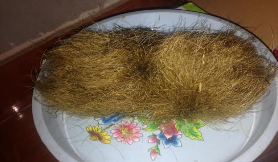 Phát hiện 'trứng vàng' nghi 'cát lợn' trong bụng lợn nái ở Vĩnh Phúc