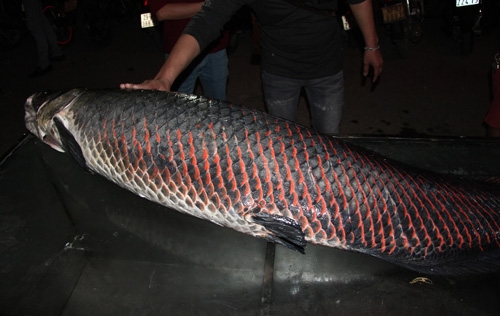 Nhà hàng Hà Nội chi 60 triệu mua cá hải tượng nặng 80kg