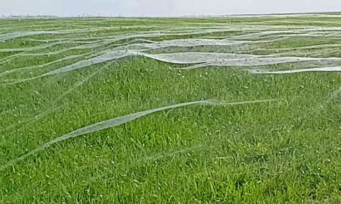 Video: Cận cảnh mạng nhện khổng lồ che phủ cả cánh đồng tại New Zealand