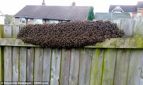 Đàn ong khổng lồ trong vườn khiến gia đình tại Anh hốt hoảng