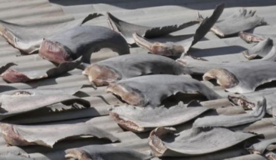 Vụ 'vây cá mập trên mái nhà sứ quán VN': Bộ Công Thương yêu cầu báo cáo gấp