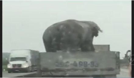 Clip: Hoảng hốt xe tải chở voi phóng trên đường