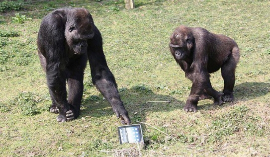Những cú lừa Cá Tháng Tư tưởng đùa mà hóa thật: Khỉ đột sử dụng iPad, đưa con người lên sao Hoả