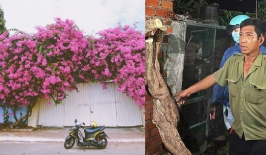Tìm ra kẻ cưa đổ cây hoa giấy nổi tiếng nhất Vũng Tàu, nguyên nhân chặt cây gây phẫn nộ