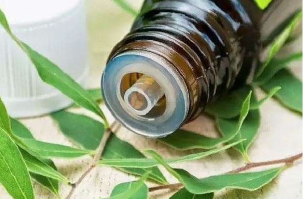 6 cách đuổi muỗi trong nhà hiệu quả phòng tránh sốt xuất huyết 1 6 cách đuổi muỗi trong nhà hiệu quả phòng tránh sốt xuất huyết 1