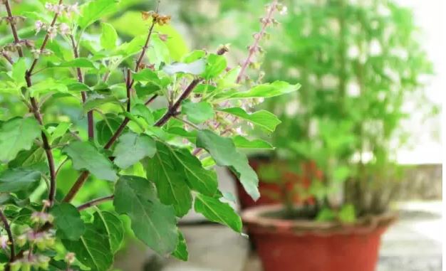 6 cách đuổi muỗi trong nhà hiệu quả phòng tránh sốt xuất huyết 2 6 cách đuổi muỗi trong nhà hiệu quả phòng tránh sốt xuất huyết 2