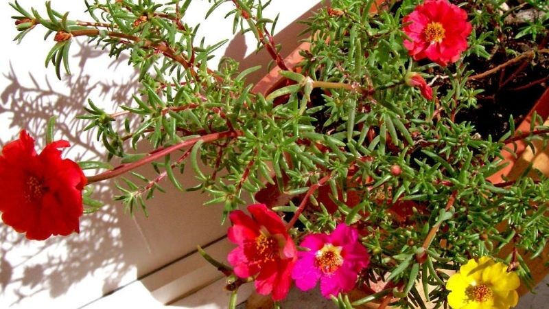 5 loại hoa nên trồng vào mùa hè vừa dễ chăm sóc lại nở đẹp rực rỡ - Ảnh 1 5 loại hoa nên trồng vào mùa hè vừa dễ chăm sóc lại nở đẹp rực rỡ - Ảnh 1